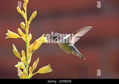 Colibrì di Anna (Calypte anna), adulto, volo, su fiore, foraggio, deserto di Sonora, Arizona, Nord America, Stati Uniti Foto Stock