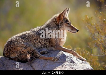 Coyote (Canis latrans), lupo nordamericano della prateria, lupo delle pianure, adulto, seduto, su rocce, deserto di Sonora, Arizona, Nord America, Stati Uniti Foto Stock