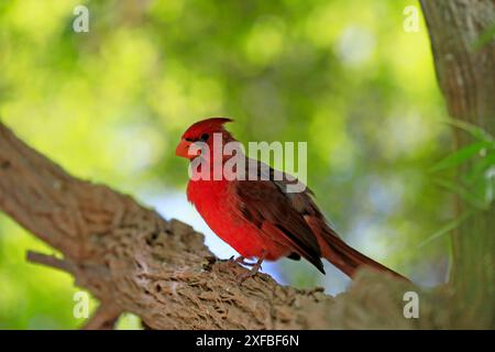 Cardinale settentrionale (Cardinalis cardinalis), adulto, maschio, sull'albero, allerta, deserto di Sonora, Arizona, Nord America, Stati Uniti Foto Stock