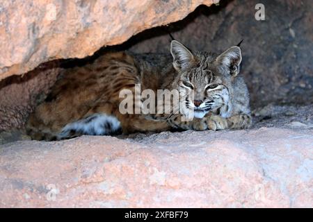 Bobcat, (Lynx rufus), adulto, mentito, alla tana, riposo, allarme, deserto di Sonora, Arizona, Nord America, STATI UNITI Foto Stock