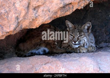 Bobcat, (Lynx rufus), adulto, mentito, alla tana, riposo, allarme, deserto di Sonora, Arizona, Nord America, STATI UNITI Foto Stock