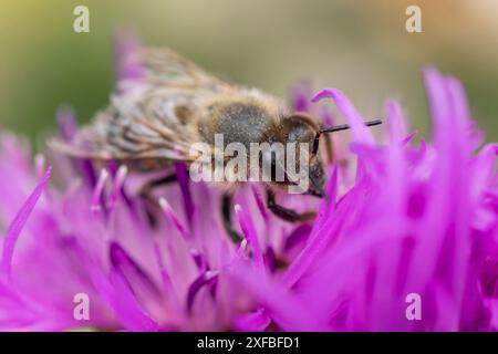 Un'ape (Apis) raccoglie il nettare da un fiore viola, Ternitz, bassa Austria, Austria Foto Stock