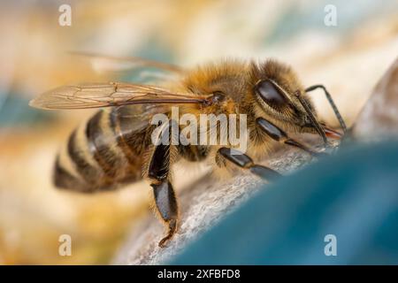 Primo piano di un’ape (Apis) con acqua potabile, Ternitz, bassa Austria, Austria Foto Stock