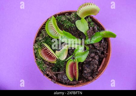 Pianta carnivora, Dionaea muscipula, Maiorca, Isole Baleari, Spagna Foto Stock