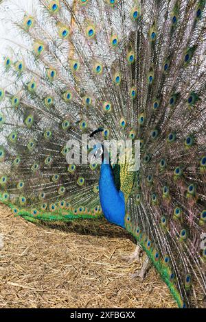 Primo piano di un bellissimo pavone con piume di coda spalmate. Foto Stock
