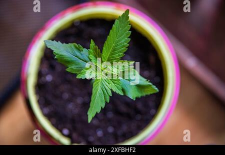 Piante di cannabis, canapa o marihuanna che crescono in vaso Foto Stock