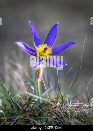 Patens Pulsatilla, pasqueflower orientale e fiori di anemone viola ricoperti da piccoli peli che fioriscono sul prato Foto Stock