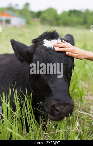 Primo piano di una mucca con la mano di una persona che accarezza la testa. Foto Stock