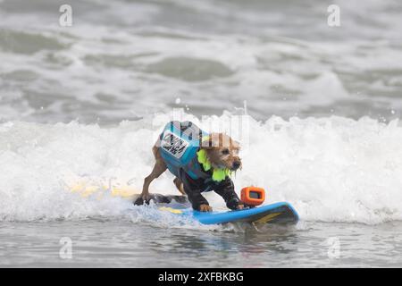 Pacifica, California, USA. 5 agosto 2023. Cattura le onde e sfreccia le code al campionato mondiale di surf con cani del 2023 a pacifica, California. Furr Foto Stock