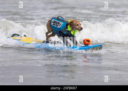 Pacifica, California, USA. 5 agosto 2023. Cattura le onde e sfreccia le code al campionato mondiale di surf con cani del 2023 a pacifica, California. Furr Foto Stock