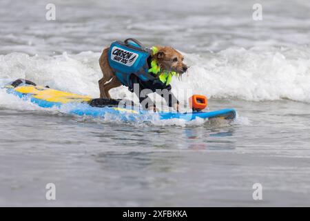 Pacifica, California, USA. 5 agosto 2023. Cattura le onde e sfreccia le code al campionato mondiale di surf con cani del 2023 a pacifica, California. Furr Foto Stock