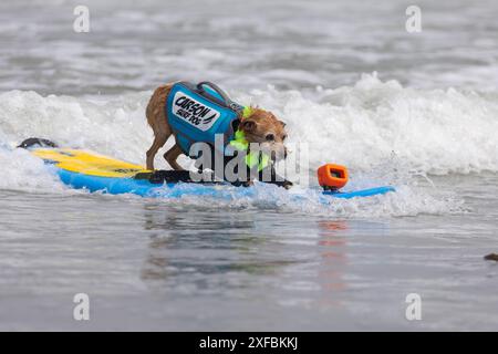 Pacifica, California, USA. 5 agosto 2023. Cattura le onde e sfreccia le code al campionato mondiale di surf con cani del 2023 a pacifica, California. Furr Foto Stock