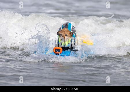 Pacifica, California, USA. 5 agosto 2023. Cattura le onde e sfreccia le code al campionato mondiale di surf con cani del 2023 a pacifica, California. Furr Foto Stock