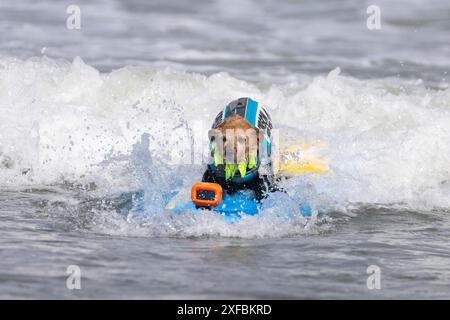 Pacifica, California, USA. 5 agosto 2023. Cattura le onde e sfreccia le code al campionato mondiale di surf con cani del 2023 a pacifica, California. Furr Foto Stock