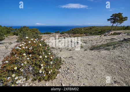 Rovine di un'antica città con fiori in primo piano e vista sul mare sullo sfondo, Kamiros, sito archeologico, città antica, Fondazione di Foto Stock