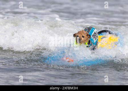 Pacifica, California, USA. 5 agosto 2023. Cattura le onde e sfreccia le code al campionato mondiale di surf con cani del 2023 a pacifica, California. Furr Foto Stock