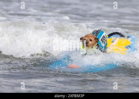 Pacifica, California, USA. 5 agosto 2023. Cattura le onde e sfreccia le code al campionato mondiale di surf con cani del 2023 a pacifica, California. Furr Foto Stock