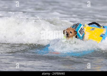 Pacifica, California, USA. 5 agosto 2023. Cattura le onde e sfreccia le code al campionato mondiale di surf con cani del 2023 a pacifica, California. Furr Foto Stock