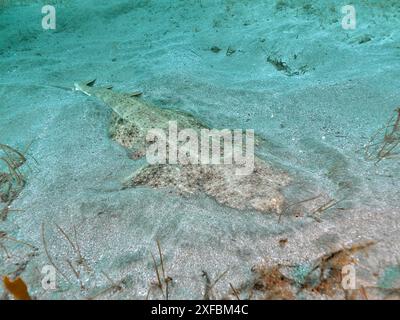 Uno squalo angelo ben mimetizzato (Squatina squatina) giace sul fondale sabbioso. Sito di immersione El Cabron Marine Reserve, Arinaga, Gran Canaria, Spagna Foto Stock