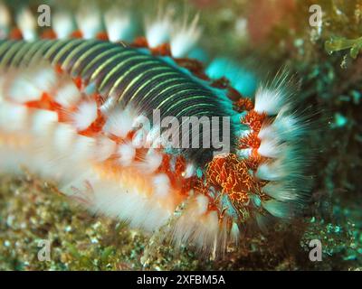 Primo piano di un verme di setole (Hermodice carunculata) nel mare, che mostra i dettagli intricati e i colori delle sue setole. Sito per immersioni El Cabron Foto Stock