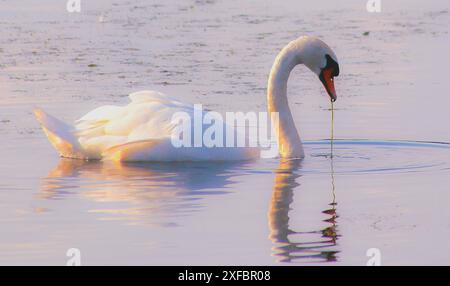 Dillingen Themenfoto: Natur, Landschaft, Deutschland, Saarland, Oekosee Dillingen, 02.07.2024 Ein weisser Schwan auf dem Dillinger Vedi Themenfoto: Natur, Landschaft, Deutschland, Saarland, Oekosee Dillingen, 02.07.2024 *** Dillingen Fotografia a tema natura, paesaggio, Germania, Saarland, Lago di Dillingen, 02 07 2024 Un cigno bianco sul lago di Dillingen foto a tema natura, paesaggio, Germania, Saarland, lago di Dillingen, 02 07 2024 Copyright: xAugstx/xEibner-Pressefotox EP jat Foto Stock