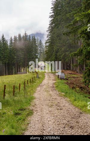 Un sentiero forestale conduce ad una piccola capanna circondata da alti alberi e prati verdi, gosau, alpi, austria Foto Stock