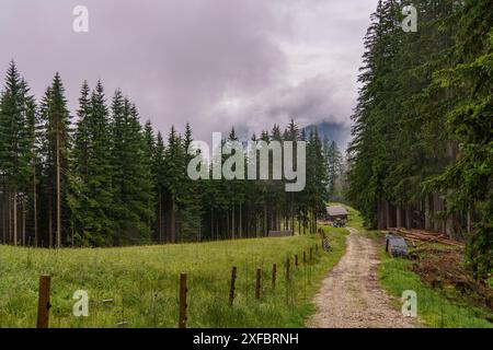 Un sentiero conduce attraverso un paesaggio forestale con prati e montagne sullo sfondo, gosau, alpi, austria Foto Stock