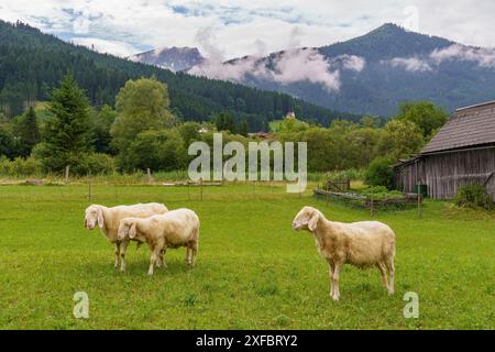 Tre pecore che pascolano su un pascolo verde con montagne e sfondo di fattoria, gosau, alpi, austria Foto Stock