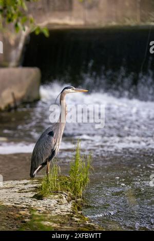 Heron è alla ricerca di pesce presso la weir nell'ontario orientale in canada Foto Stock