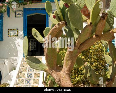 Grande cactus di fronte all'entrata di una casa con una scala dipinta e decorazione di porte blu, Tunisi, Tunisia Foto Stock