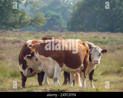 Tre mucche stanno vicine e pascolano nel mezzo di un vasto paesaggio, haaksbergen, paesi bassi Foto Stock