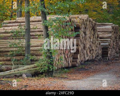 Tronchi di alberi impilati accanto a un sentiero forestale in una foresta autunnale, ibbenbueren, Renania settentrionale-Vestfalia, germania Foto Stock