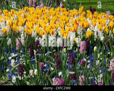 Colorate aiuole piene di tulipani di diversi colori in un giardino in primavera, Amsterdam, Paesi Bassi Foto Stock