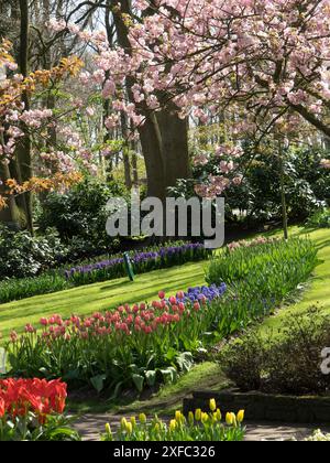 Aiuole di fiori sotto alberi di ciliegio in fiore in un parco simile a quello primaverile, Amsterdam, Paesi Bassi Foto Stock