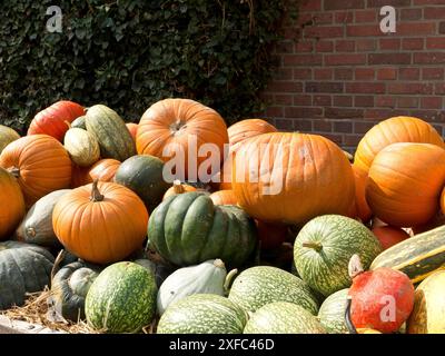 Le zucche colorate e appena raccolte impilate sulla paglia accanto a una parete di mattoni creano un'atmosfera autunnale, borken, germania Foto Stock