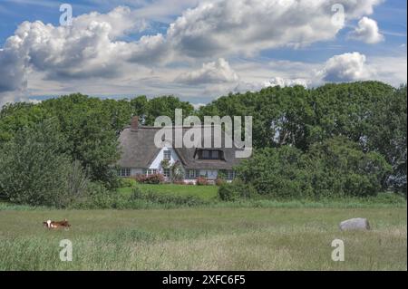 Fattoria tradizionale chiamata Haubarg sulla penisola di Eiderstedt vicino a Sankt Peter-Ording, Mare del Nord, Frisia settentrionale, Germania Foto Stock