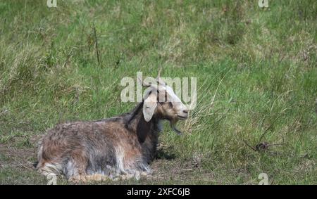 Nano dell'Africa occidentale, capra Capra aegagrus hircus nelle dune di Sankt Peter-Ording, Mare del Nord, Frisia settentrionale, penisola di Eiderstedt, Schleswig-Holstein, Germa Foto Stock