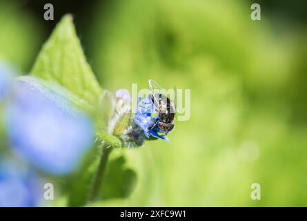 Foraggio di piccoli dronefly dagli occhi maculati (Eristalinus sepulchralis) Foto Stock