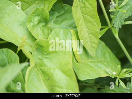 Un bruco della falena dell'araldo (Scoliopteryx libatrix) Foto Stock