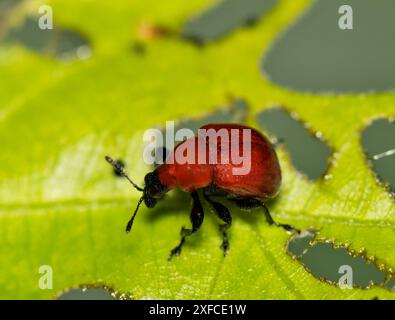 Lamina weevil Homoeolabus analis insetto quercia foglie di foglie di controllo della natura parassita. Foto Stock