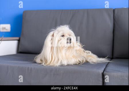 Sereno shih tzu che riposa comodamente su un divano grigio con una parete blu dietro Foto Stock