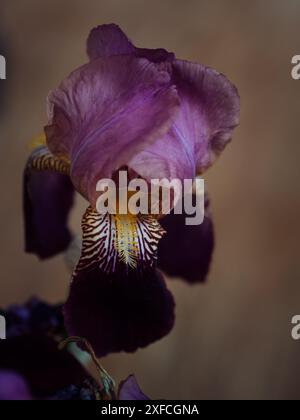 Scatto macro verticale di un diaframma viola. Foto Stock