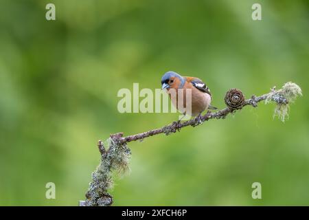 Chaffinch maschio, Fringilla coelebs, arroccato su un ramo coperto di lichene Foto Stock