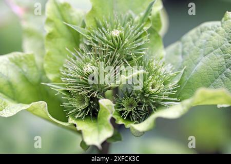 Wildkräuter in der Landschaft die große Klette, auch Butzenklette oder kurz Klette genannt, kurz vor der Blütezeit *** Erbe selvatiche nel paesaggio il grande burdock, noto anche come butzenklette o burdock in breve, appena prima che fiorisca Foto Stock