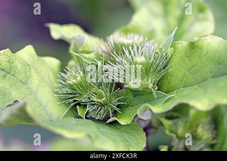 Wildkräuter in der Landschaft die große Klette, auch Butzenklette oder kurz Klette genannt, kurz vor der Blütezeit *** Erbe selvatiche nel paesaggio il grande burdock, noto anche come butzenklette o burdock in breve, appena prima che fiorisca Foto Stock