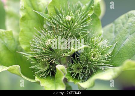 Wildkräuter in der Landschaft die große Klette, auch Butzenklette oder kurz Klette genannt, kurz vor der Blütezeit *** Erbe selvatiche nel paesaggio il grande burdock, noto anche come butzenklette o burdock in breve, appena prima che fiorisca Foto Stock