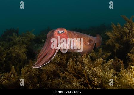 Seppie giganti australiane Foto Stock