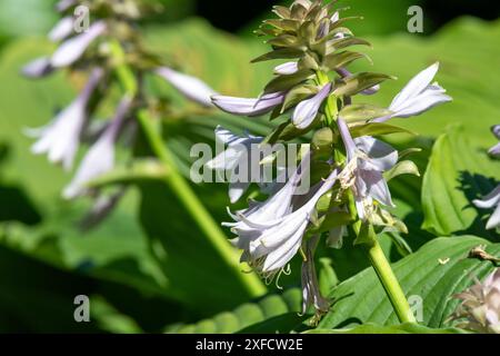 Primo piano di una hosta (Frances Williams) giglio in fiore Foto Stock