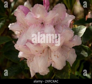 Fiori di rododendro rosa, Lost Gardens of Heligan, Cornovaglia, Regno Unito. I Lost Gardens of Heligan (in cornico: Lowarth Helygen, che significa "giardino di salici") Foto Stock