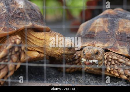 Tartaruga africana, primo piano, dietro le sbarre Foto Stock